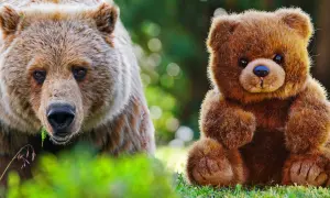 Miłość jest jak pluszowy miś – co naprawdę oznacza ta metafora?